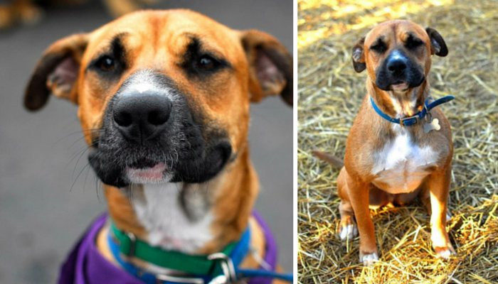 Flash the Friendly Shepherd Mix