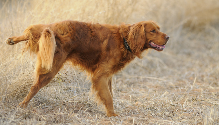 does only female dog pee kill grass