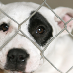 Every Pet Store Puppy Has a Mother