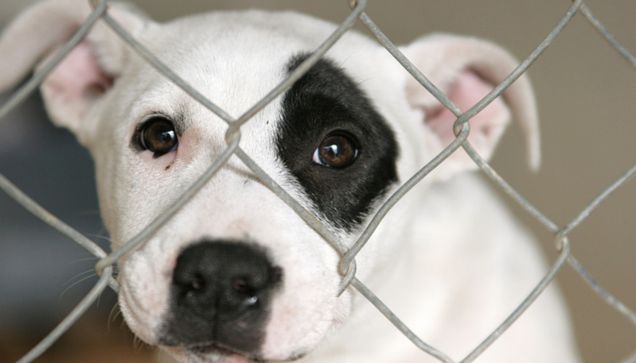 Help End Puppy Mills