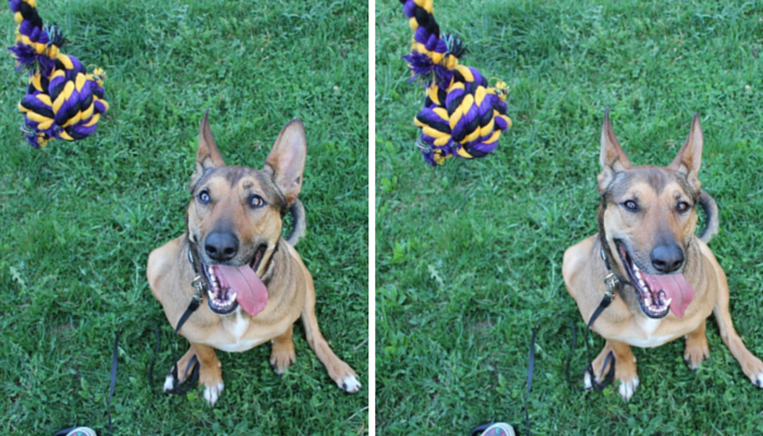 Laika with her favorite tug toy