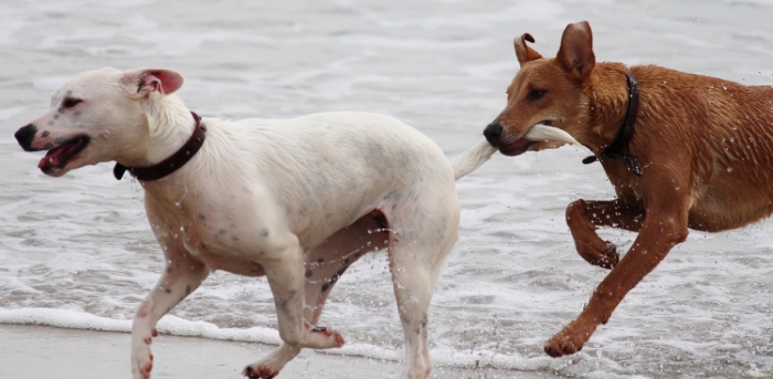 a wagging tail always means the dog is happy