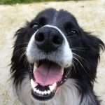 exercises for dogs with arthritis