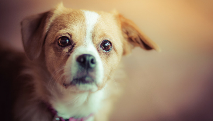 First time owners: dogs or cats?