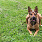 Can Roundup Be Fatal To Dogs Can Roundup Be Fatal To Dogs