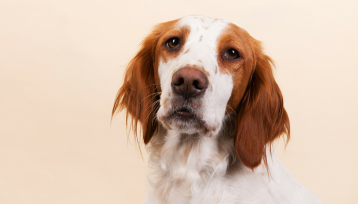 female dog mounting male dog