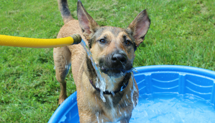 Best Dog Stories of the Week