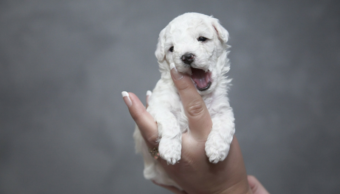 belly button on dogs