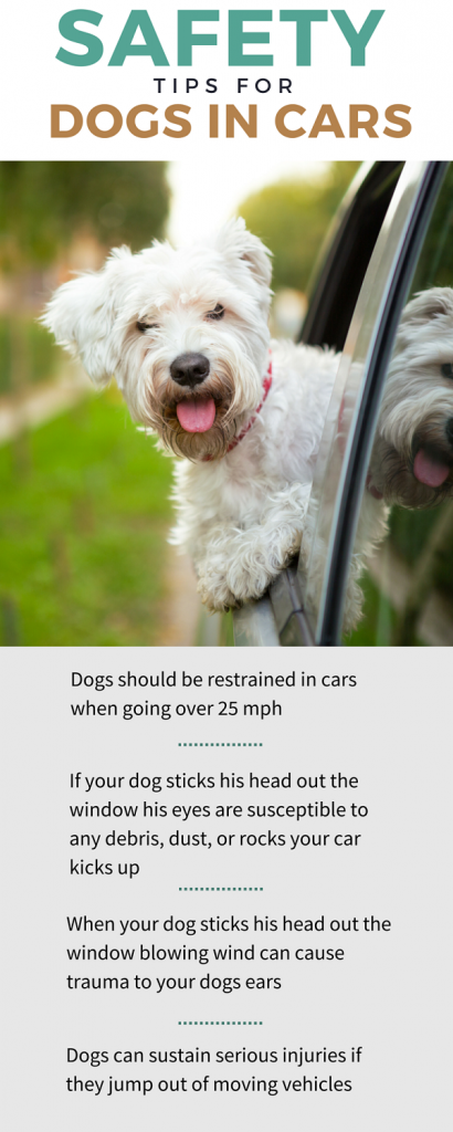 Why Do Dogs Stick Their Heads Out Car Windows