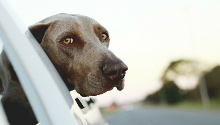 Why Do Dogs Stick Their Heads Out The Window?