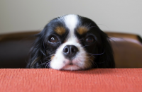 Why Do Dogs Get Eye Boogers?
