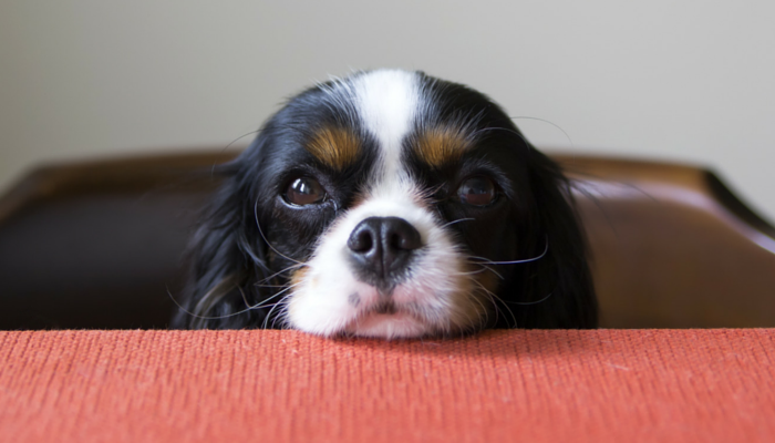 why do dogs get so many eye boogers