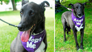 Senior Shepherd Mix Available for Adoption in Michigan