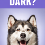 Do dogs have good night vision?