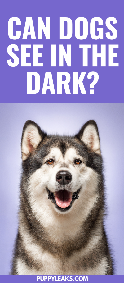 Do dogs have good night vision?