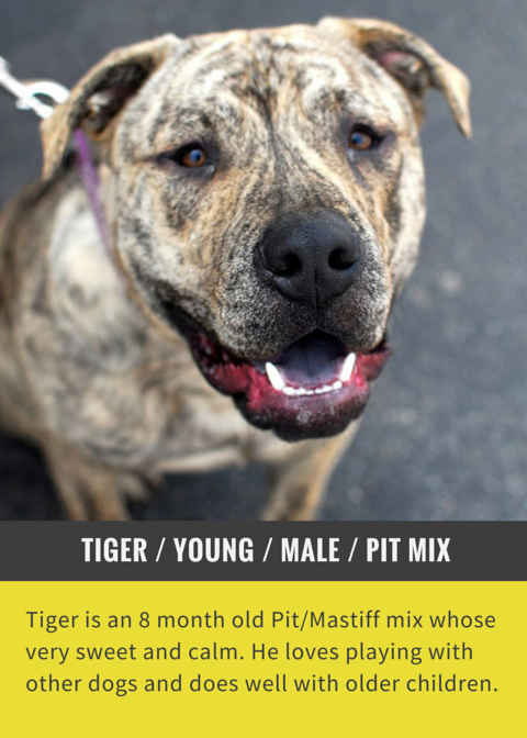 Tiger is a calm & sweet adoptable dog