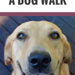 5 Ways to Motivate Yourself for a Dog Walk