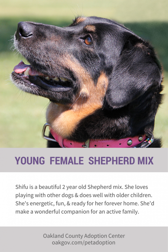 Shifu the beautiful young Shepherd mix