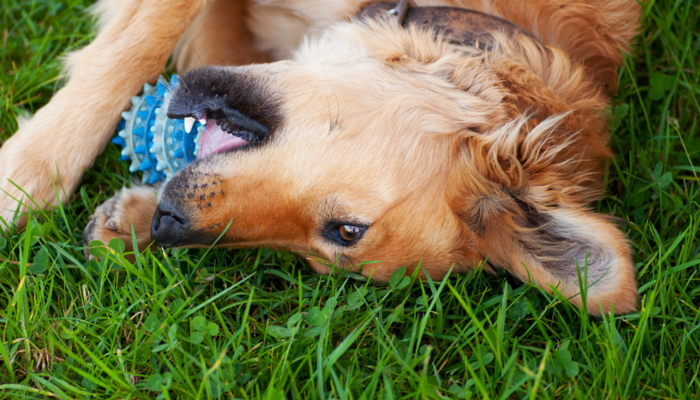 dog squeaky toy