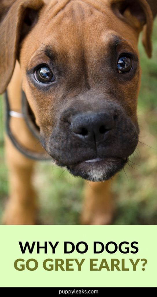 Why Do Dogs go Grey