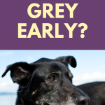 why do dogs go grey early