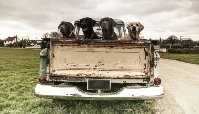 Please Don't Drive With Your Dog in the Back of Your Truck - Puppy Leaks