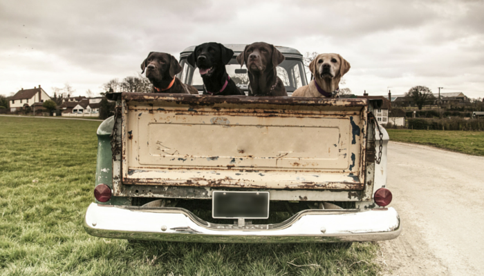 Please Dont Drive With Your Dog in the Back of Your Truck - Puppy Leaks