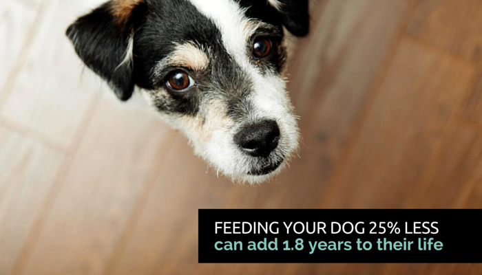 feed your dog less
