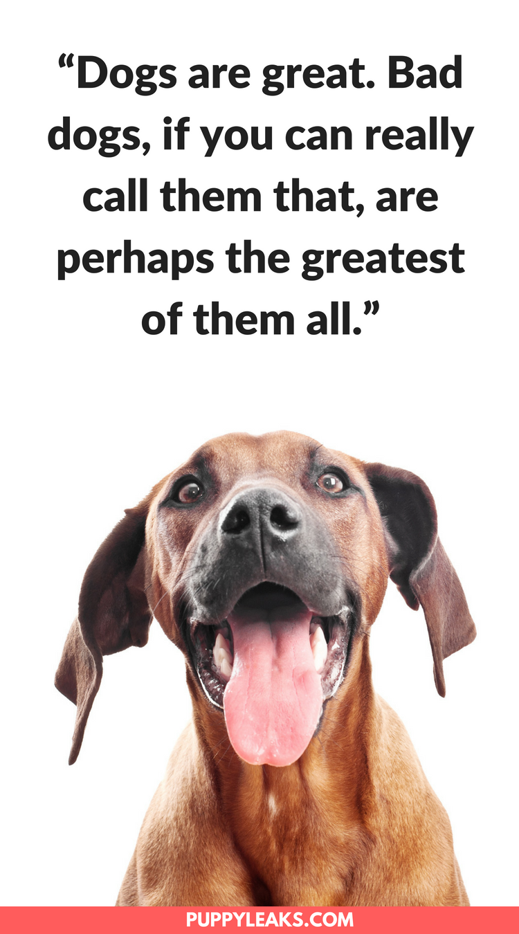 100 Of The Best Dog Inspired Quotes Puppy Leaks