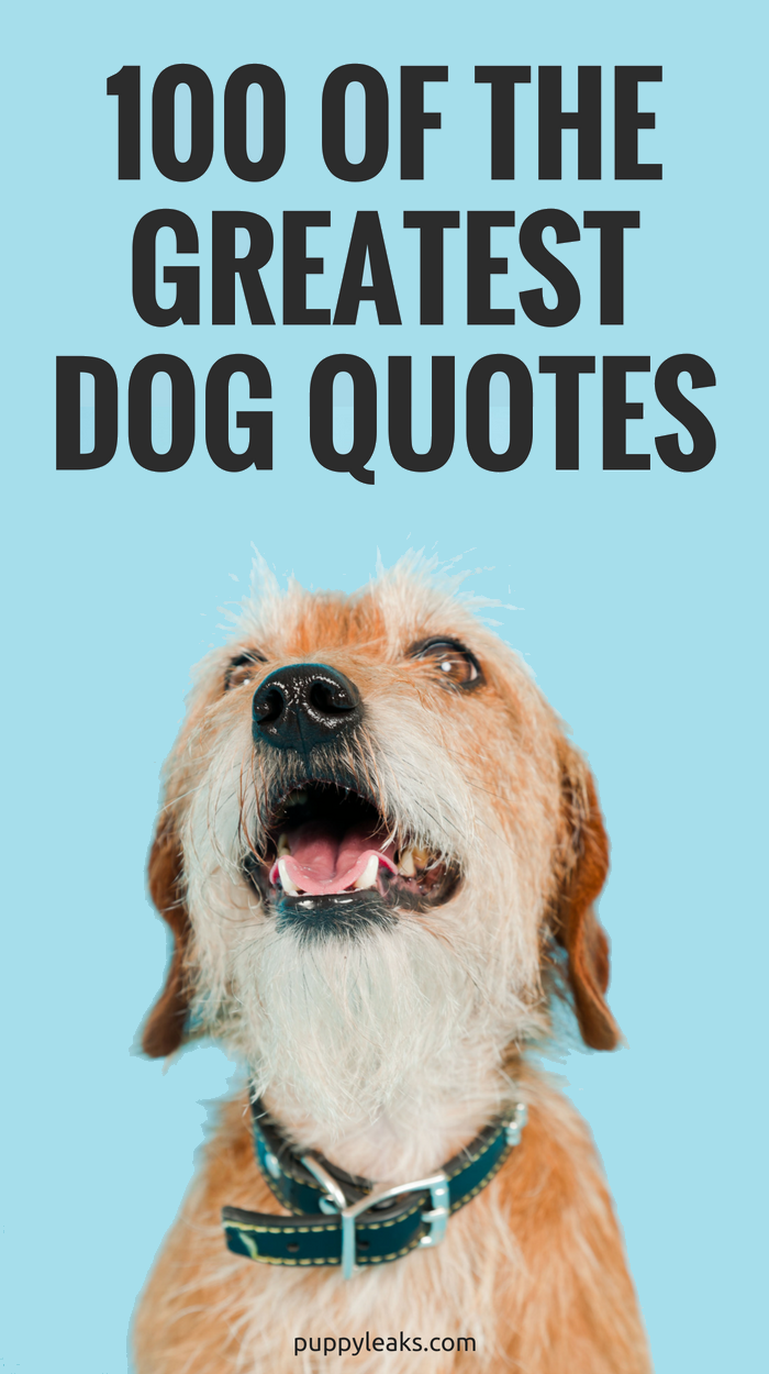 100 Of The Best Dog Inspired Quotes Puppy Leaks