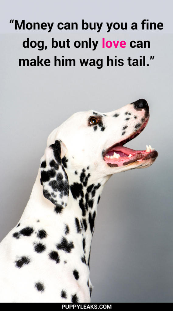 100 of the Best Dog Inspired Quotes - Puppy Leaks