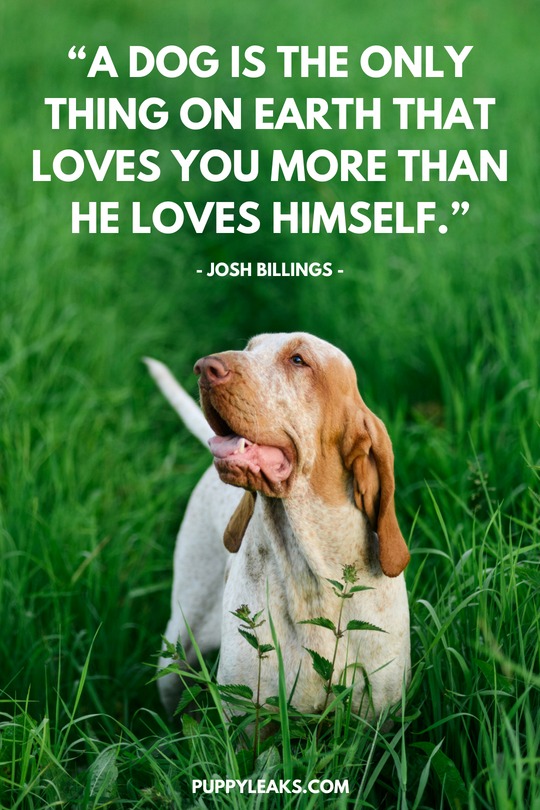 Amazing Dog Quotes