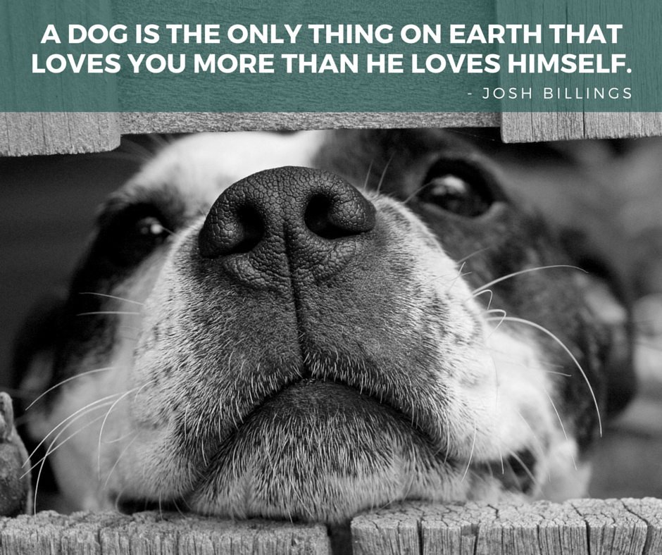 100 Of The Best Dog Inspired Quotes Puppy Leaks