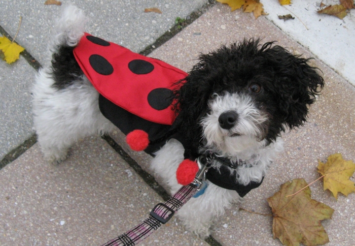 ladybug dog costume