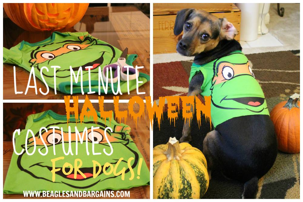 8 Easy Ways to Dress Your Dog For Halloween