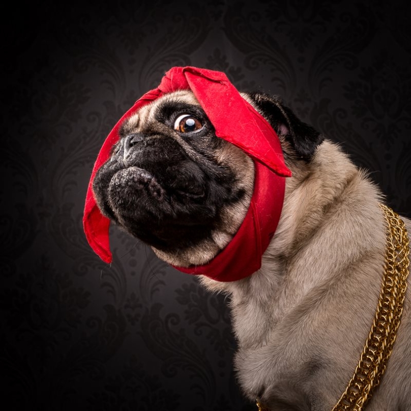 pugs dressed as rappers