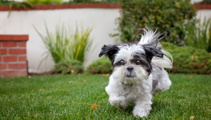 favorite dog articles of the week, roundup 35