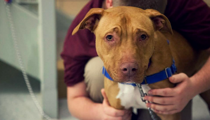 juvenile detention dog training