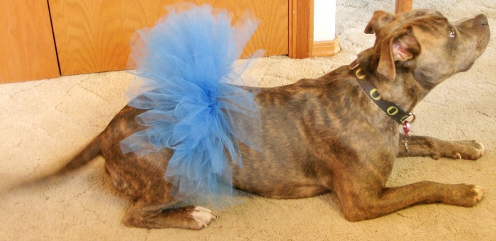 diy dog costumes