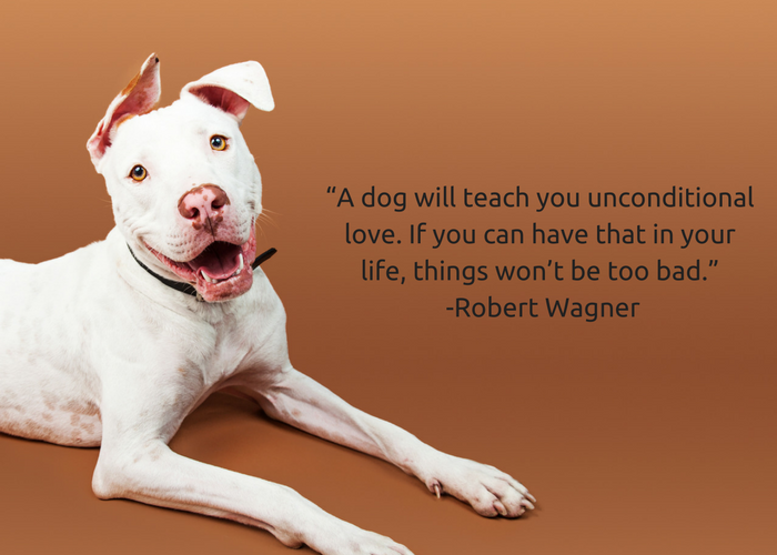 Quotes About Dogs Quotes About Dogs