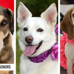 7 Stunning Senior Dogs Waiting For Their Second Chance