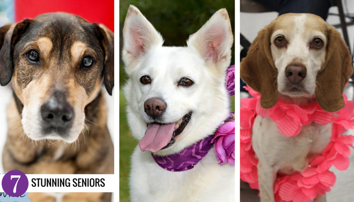 Adoptable Senior Dogs in Michigan