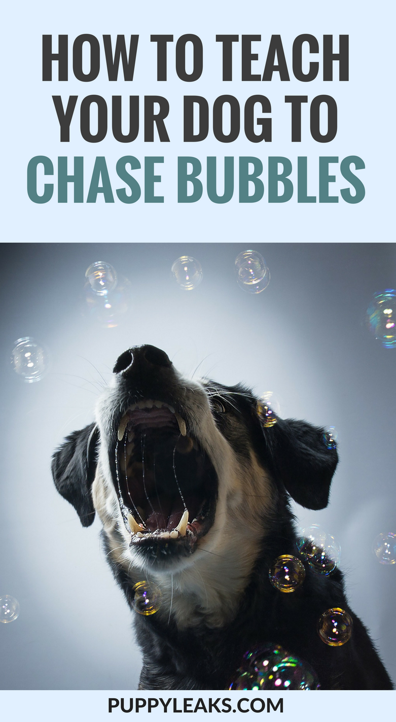 Looking for an easy way to exercise your dog? Train your dog to chase bubbles. Here's how to teach your dog to catch bubbles.