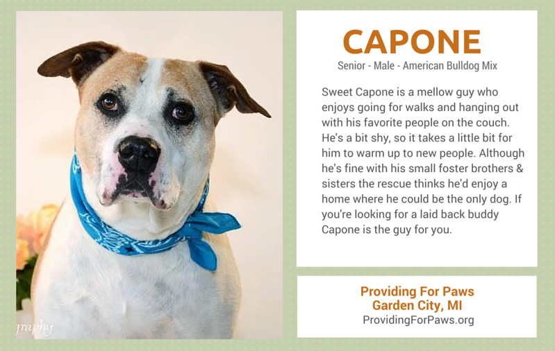 senior dogs for adoption in Michigan