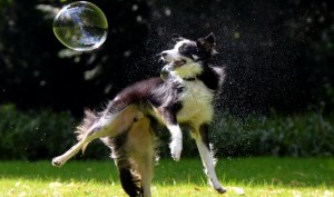 Dogs Love Chasing Bubbles