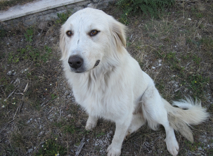 maremma sheepdog