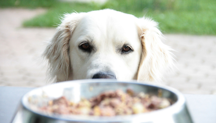 breaking food aggression in dogs