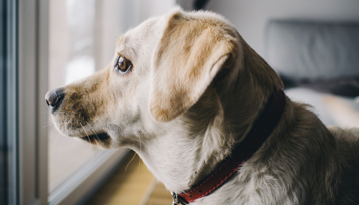 can an additional dog help with separation anxiety