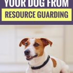 5 Ways to Stop Your Dog From Resource Guarding