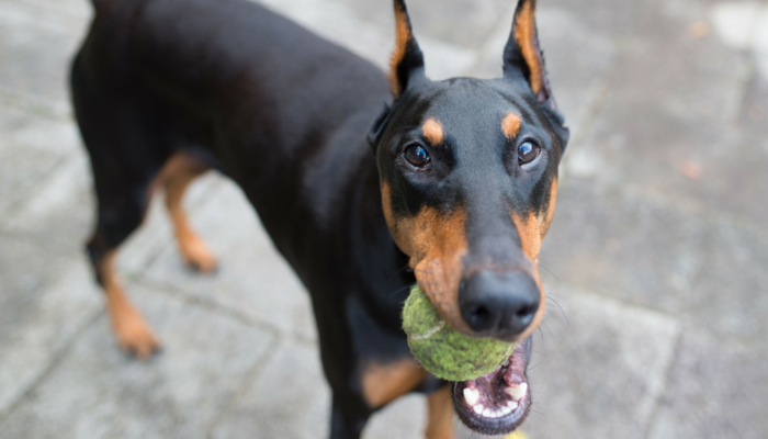 The Importance of Adding Mental Exercise to Your Dogs Routine